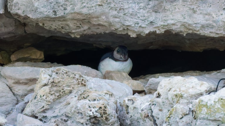 Fledgling puffin peeking out of a rock crevice.